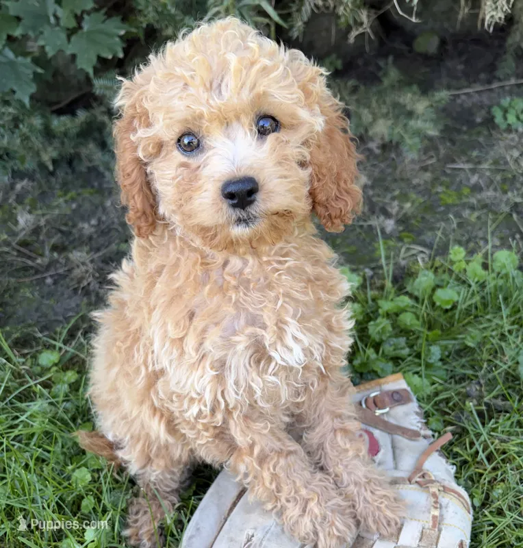 Jane – Cockapoo puppy for sale in Middlebury, IN