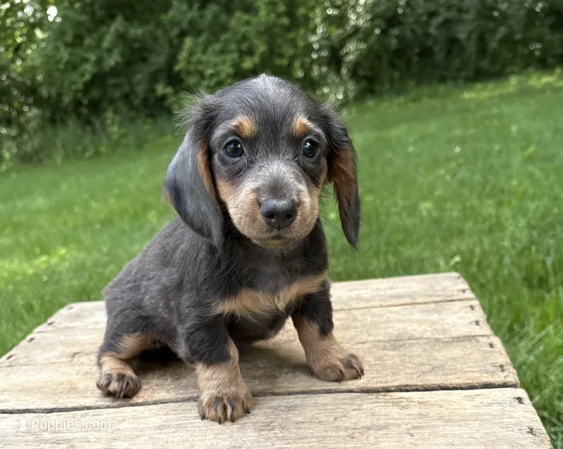 Opal – Dachshund puppy for sale in Middlebury, IN