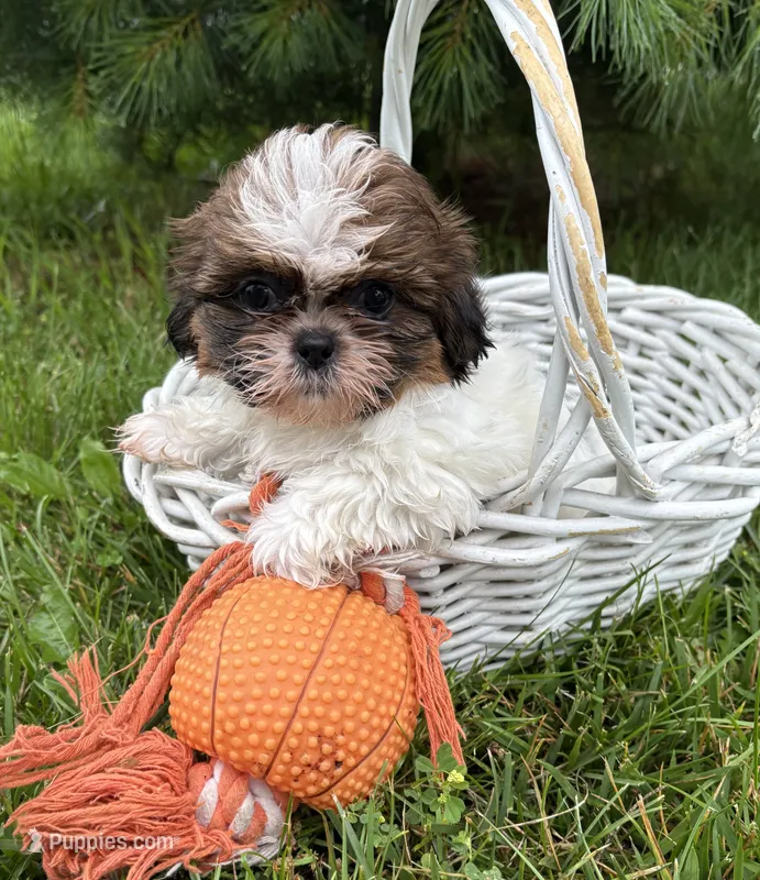 Tyler  – Shih Tzu puppy for sale in Middlebury, IN