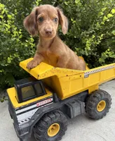 Laker, a male Miniature Dachshund for sale in Middlebury, IN – 4 of 4