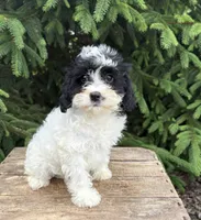 Chloe, a female Miniature Bernedoodle and Miniature Goldendoodle for sale in Middlebury, IN – 2 of 5