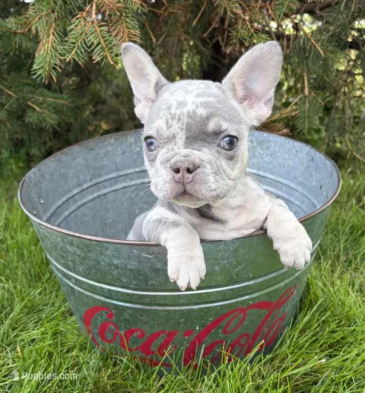 Bruiser – French Bulldog puppy for sale in Middlebury, IN