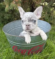 Bruiser, a male French Bulldog for sale in Middlebury, IN – 1 of 5