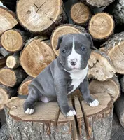 Sophie , a female American Bulldog and American Pit Bull Terrier for sale in Middlebury, IN – Photo 6 of 6
