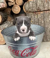 Sophie , a female American Bulldog and American Pit Bull Terrier for sale in Middlebury, IN – Photo 4 of 6