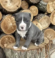 Sophie , a female American Bulldog and American Pit Bull Terrier for sale in Middlebury, IN – Photo 3 of 6