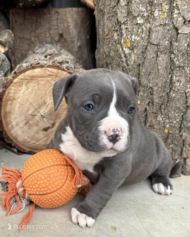Sophie  – American Bulldog, American Pit Bull Terrier puppy for sale in Middlebury, IN
