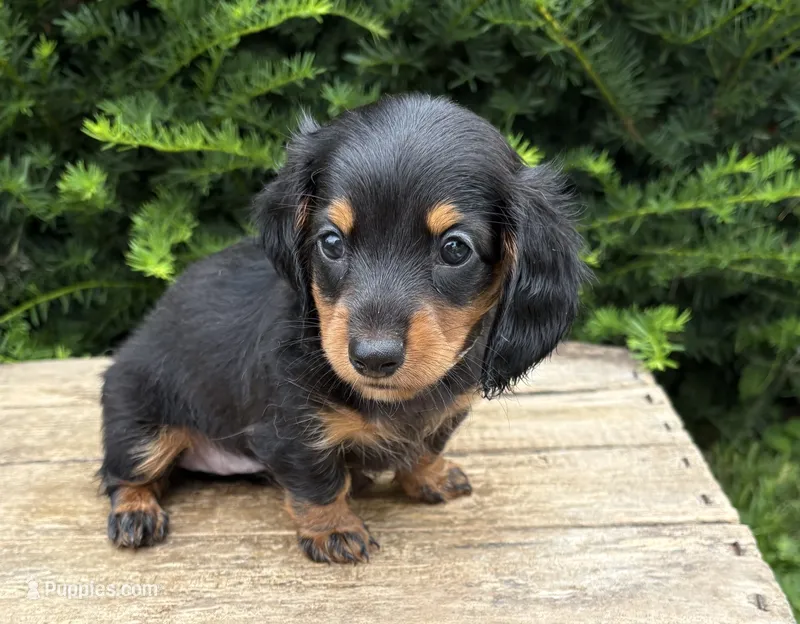 Jemma – Dachshund puppy for sale in Middlebury, IN