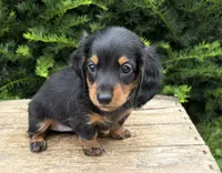 Jemma, a female Dachshund for sale in Middlebury, IN – 1 of 5