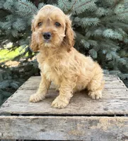 Becca, a female Cockapoo for sale in Middlebury, IN – 4 of 6