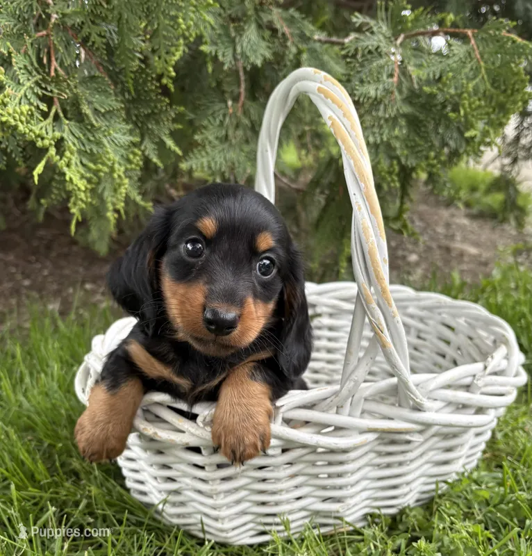 Milo – Dachshund puppy for sale in Middlebury, IN