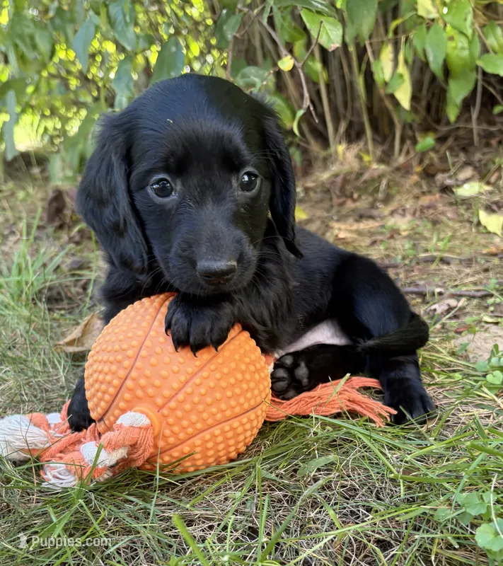 Tessa – Dachshund puppy for sale in Middlebury, IN