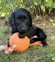 Tessa, a female Dachshund for sale in Middlebury, IN – 1 of 6