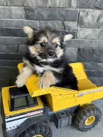 Rocco, a male Pomeranian and Yorkshire Terrier for sale in Middlebury, IN – 2 of 4