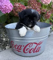 Kai, a male Shih Tzu for sale in Middlebury, IN – 3 of 6