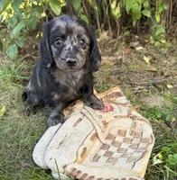 Truffles, a female Dachshund for sale in Middlebury, IN – 4 of 6