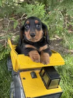 Monroe, a male Dachshund for sale in Middlebury, IN – 4 of 4