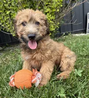 Dominic, a male Whoodle for sale in Middlebury, IN – 2 of 4