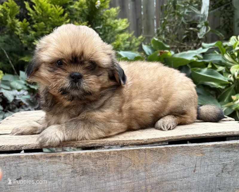 Calli – Shih Tzu puppy for sale in Middlebury, IN