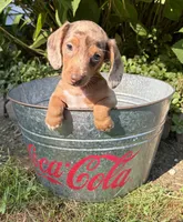 Finn, a male Dachshund for sale in Middlebury, IN – 4 of 5
