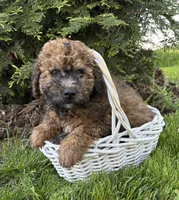 Daisy, a female Whoodle for sale in Middlebury, IN – 4 of 4