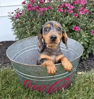 Sullivan , a male Dachshund for sale in Middlebury, IN – 2 of 4