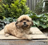 Calli, a female Shih Tzu for sale in Middlebury, IN – 3 of 5