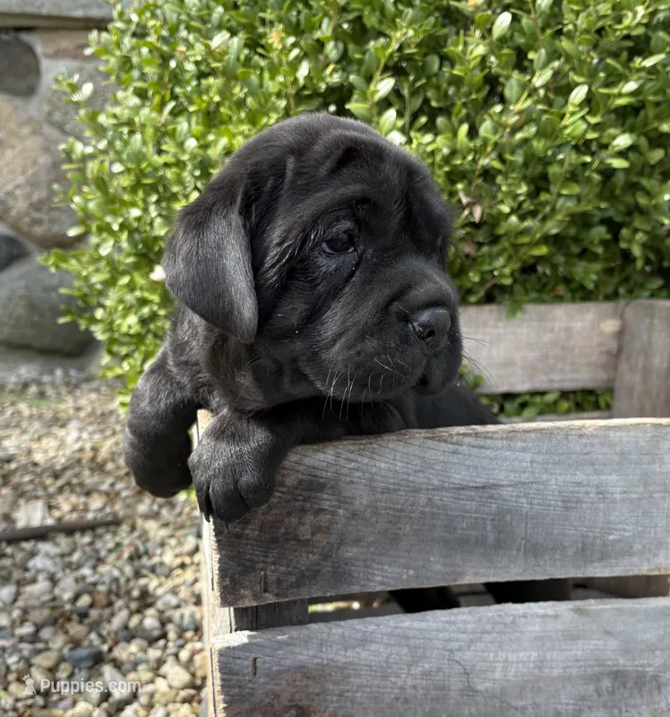 Ina – Chinese Shar-Pei, Cocker Spaniel puppy for sale in Middlebury, IN