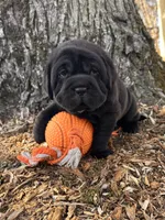 Ina, a female Chinese Shar-Pei and Cocker Spaniel for sale in Middlebury, IN – Photo 4 of 4