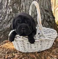 Ina, a female Chinese Shar-Pei and Cocker Spaniel for sale in Middlebury, IN – Photo 2 of 4