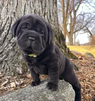 Ina, a female Chinese Shar-Pei and Cocker Spaniel for sale in Middlebury, IN – Photo 3 of 4