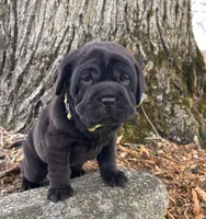 Ina, a female Chinese Shar-Pei and Cocker Spaniel for sale in Middlebury, IN – Photo 1 of 4