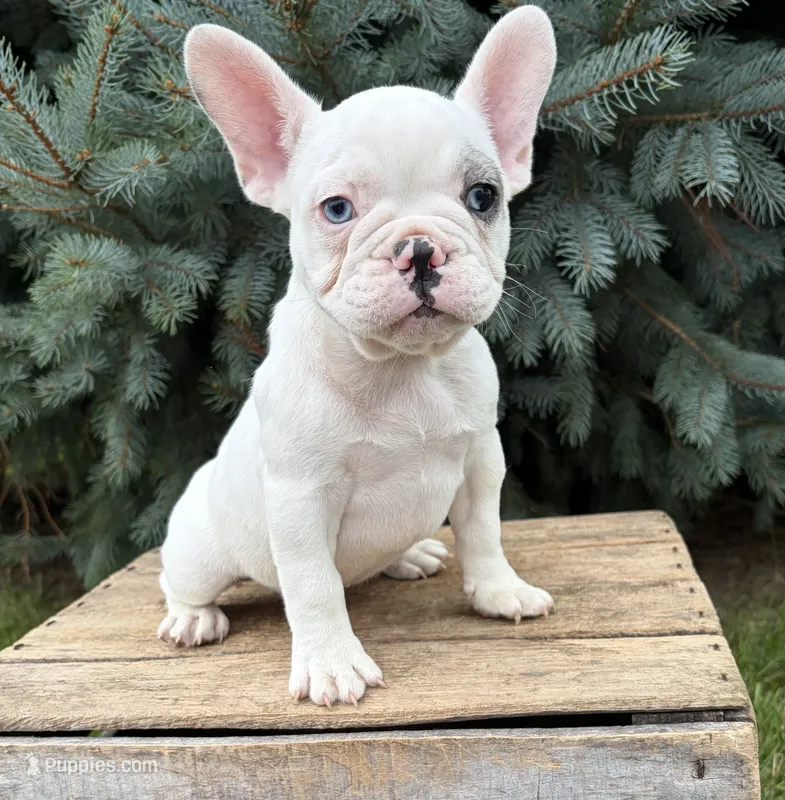 Louie – French Bulldog puppy for sale in Middlebury, IN
