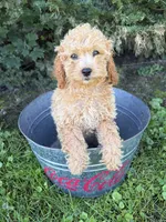 Jane, a female Cockapoo for sale in Middlebury, IN – 3 of 4