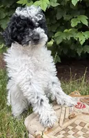 Poppy, a female Poodle - Miniature  for sale in Middlebury, IN – 2 of 5