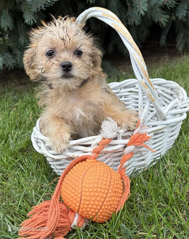 Albert – Morkie puppy for sale in Middlebury, IN