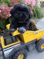 Kohl, a male Shih Tzu for sale in Middlebury, IN – 3 of 5