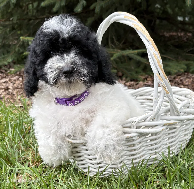 Ava – Havapoo puppy for sale in Middlebury, IN