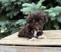 Harvey, a male Shih Tzu for sale in Middlebury, IN – 2 of 4