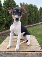 Stetson , a male Jack Russell Terrier and Rat Terrier for sale in Middlebury, IN – 4 of 5