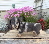 North , a male Miniature Dachshund for sale in Middlebury, IN – 5 of 5