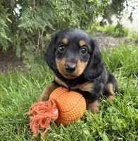 Milo, a male Dachshund for sale in Middlebury, IN – 4 of 4