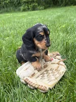 Remington, a male Dachshund for sale in Middlebury, IN – 4 of 5