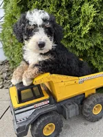 Ace, a male Miniature Bernedoodle for sale in Middlebury, IN – 1 of 3