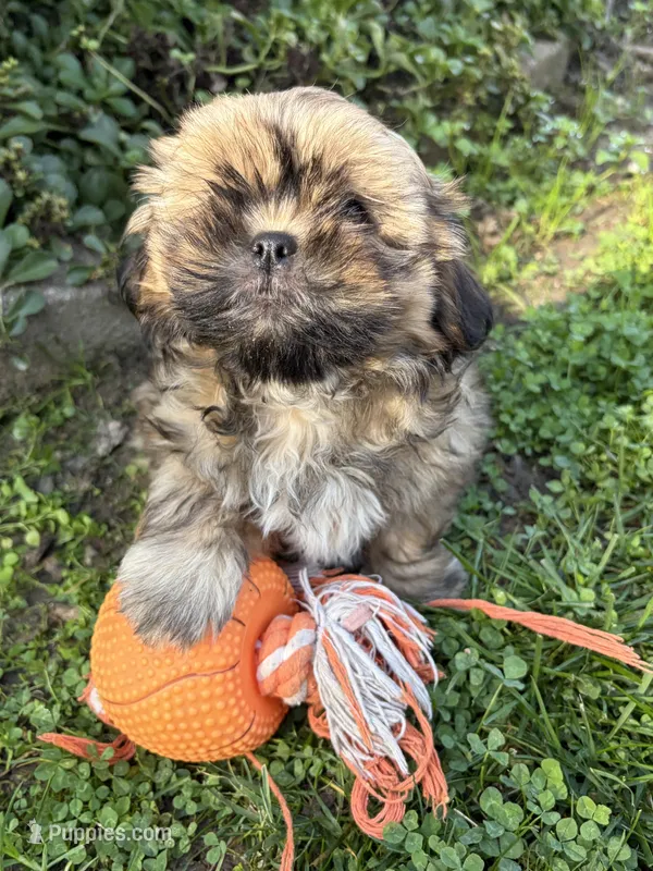 Casi – Shih Tzu puppy for sale in Middlebury, IN