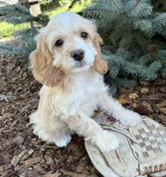 Bella, a female Cockapoo for sale in Middlebury, IN – 2 of 4