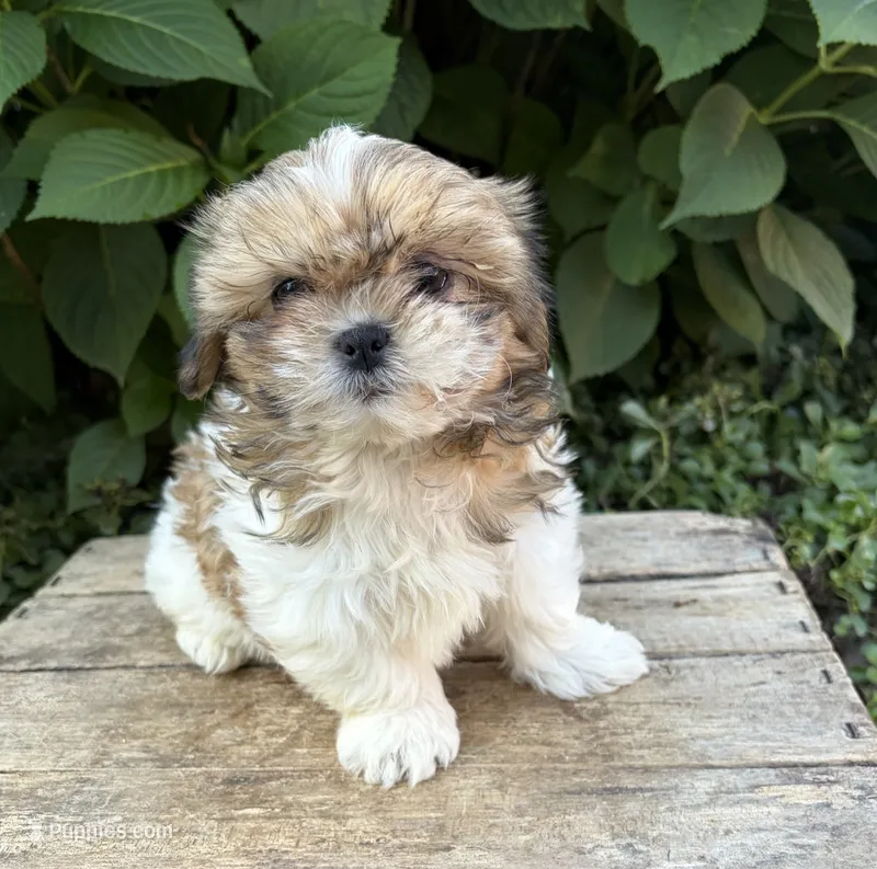 Clover – Shih Tzu puppy for sale in Middlebury, IN