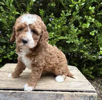 Zeke, a male Cockapoo for sale in Middlebury, IN – 2 of 5