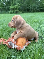 Raine, a female Dachshund for sale in Middlebury, IN – 6 of 6