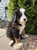 Bailey , a female Bernese Mountain Dog for sale in Middlebury, IN – 2 of 4